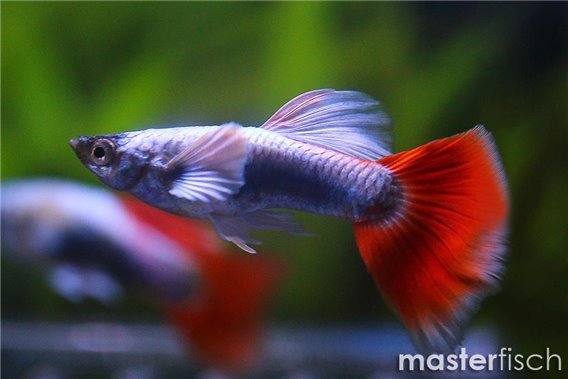 Guppy Santa Claus Ear Premium