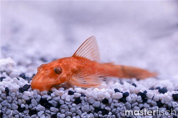 Bristlenose Sucker Red