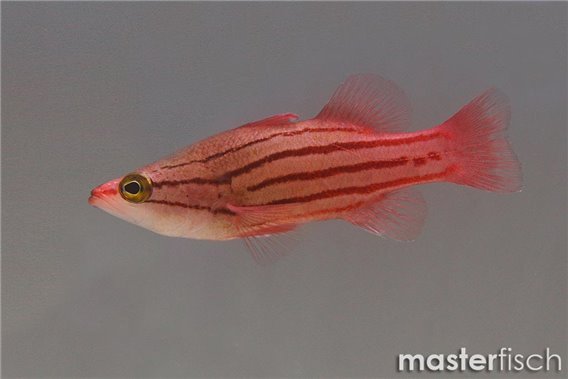 Japanese Basslet