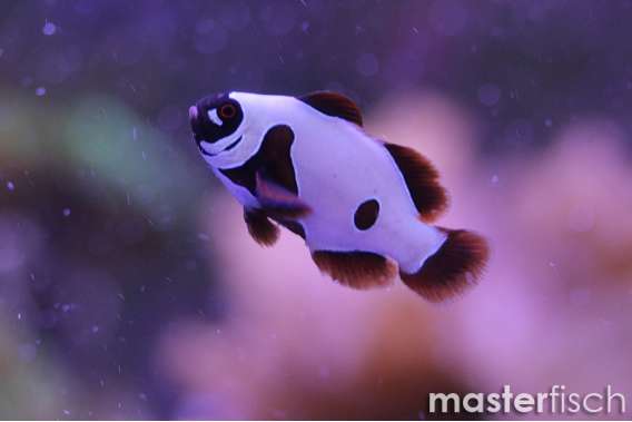 Premnas golden bullet maroon (bred)