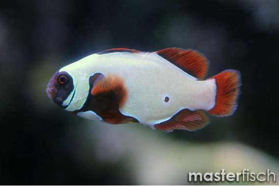 Premnas gold nugget maroon (bred)