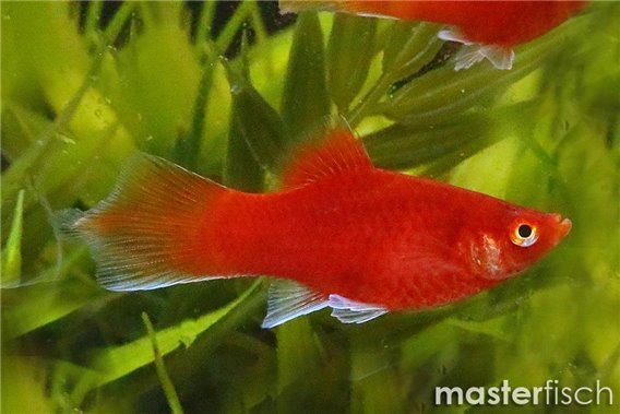 Red Platy flame