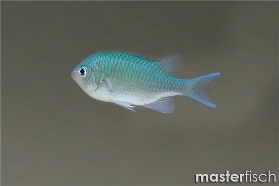 Blue-Green Chromis Indian Ocean