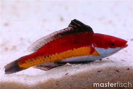 Naoko Fairy Wrasse