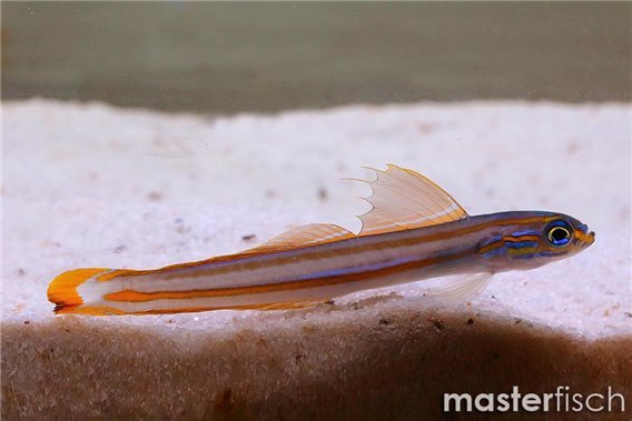Lined Dartfish