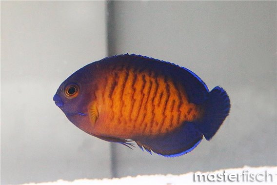 Coralbeauty Angelfish (bred)