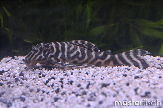 L333 Hypancistrus sp.