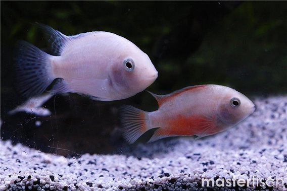 White convict cichlid (amatitlania)