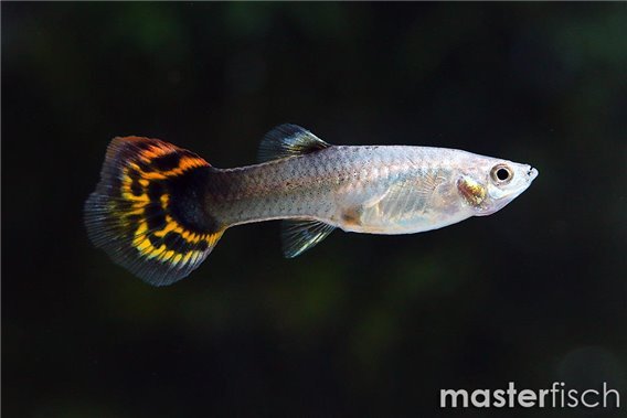 Dragon head Guppy