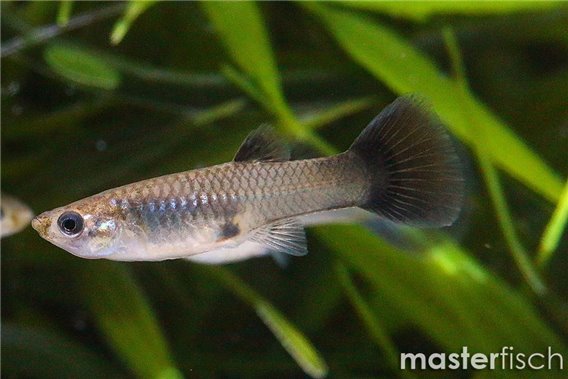 Blue King Cobra Guppy