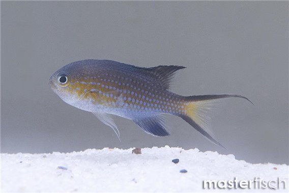 Vanderbilt's Chromis (Pycnochromis vanderbilti)