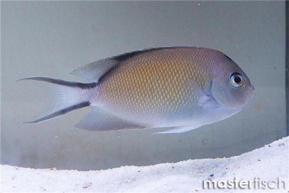 Lyretail Angelfish
