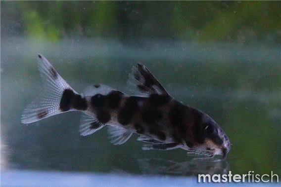Cuckoo catfish