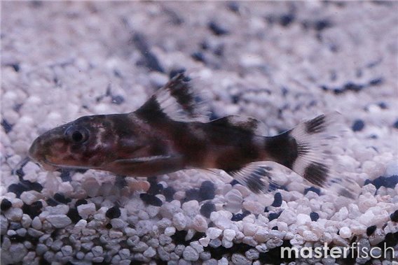 Barfin synodontis