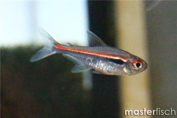 Amapa Tetra