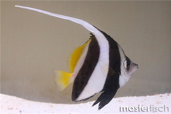 Schooling bannerfish