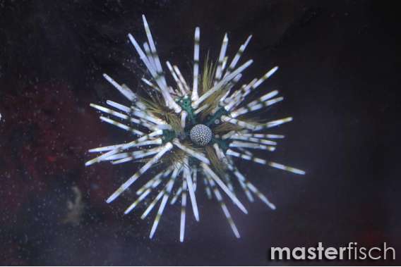 Banded urchin