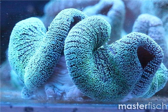 Stichodactyla Green