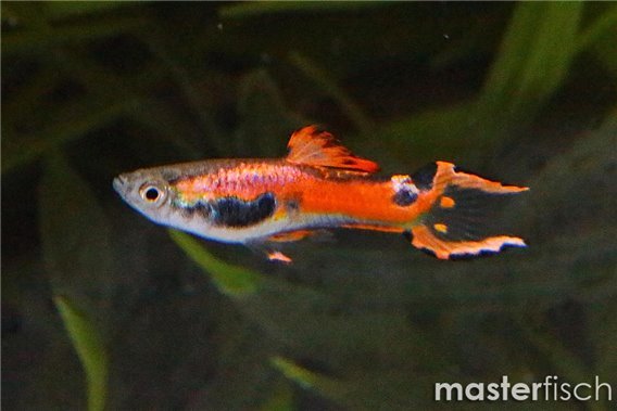 Guppy endler red