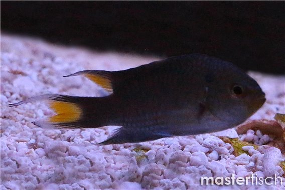 Freshwater Demoiselle
