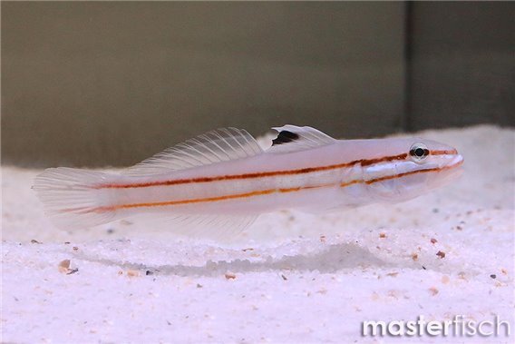 Twostripe Goby