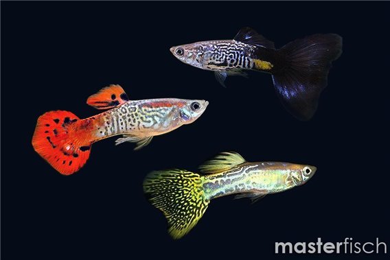 Guppy Cobra Mix (random color)