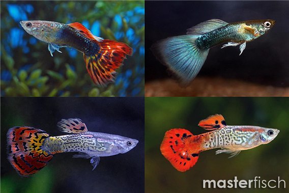 Male Guppy (Varied)