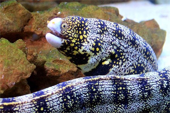 Snowflake Moray