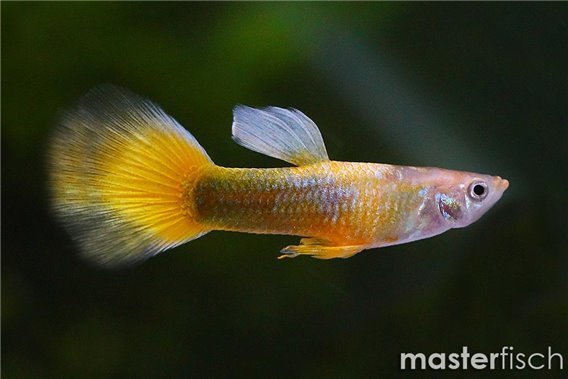 Guppy Tuxedo Yellow