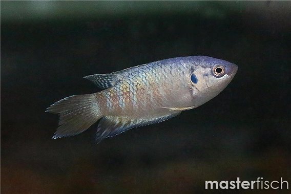 Paradise Fish Blue