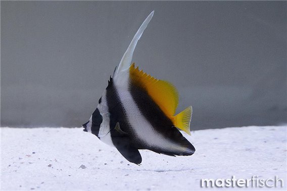 Masked Bannerfish