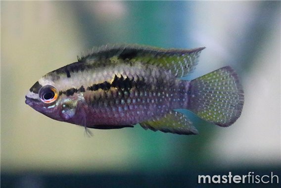 Redbreast acara