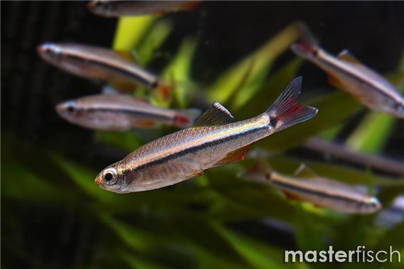 Vietnamese cardinal minnow