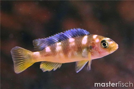 Bumblebee Cichlid