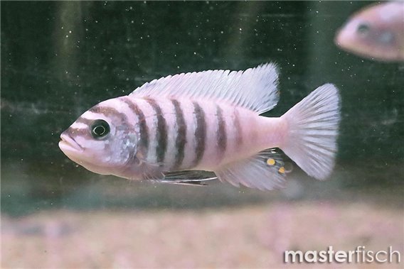 Zebra chilumba