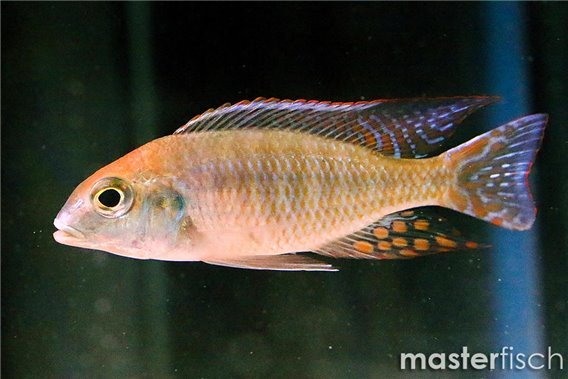 Lethrinops Red Cap