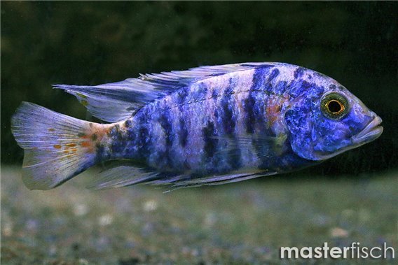 Ob Peacock Cichlid