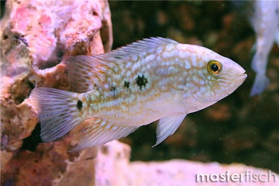 Pearlscale Cichlid