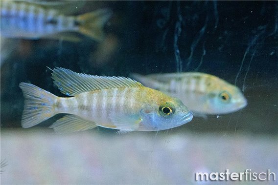 Yellow Peacock cichlid