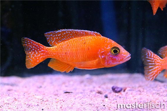 Dragon Blood Peacock