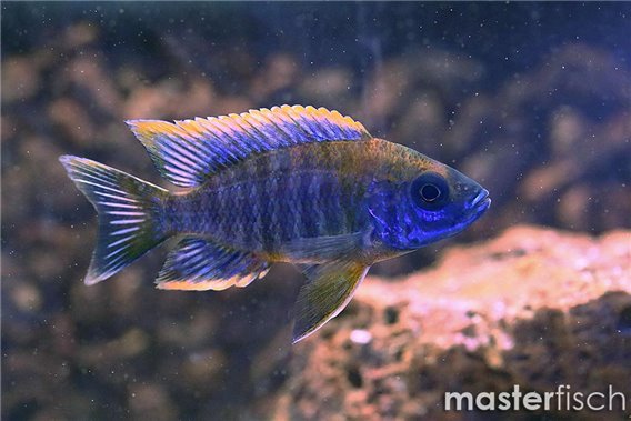 Aulonocara sp. "lwanda" red top