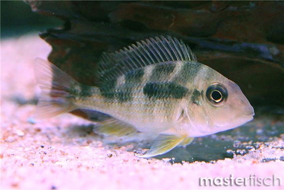 Red-Headed Tapajos
