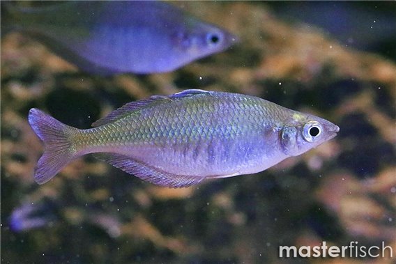 Sentani Rainbowfish