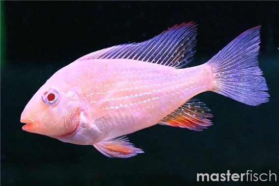 Acarichthys heckelii albino