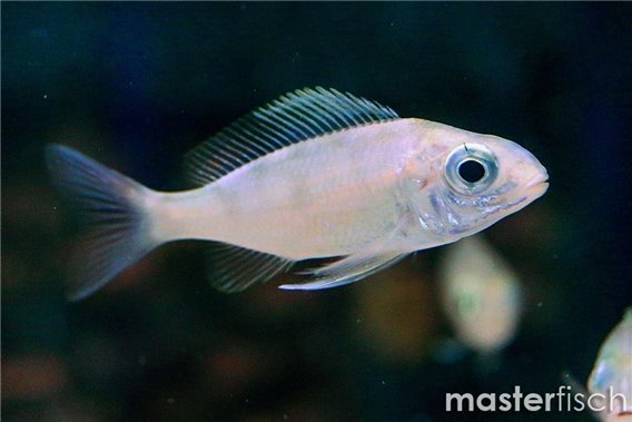 Ophthalmotilapia nasuta