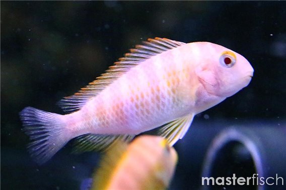 Tropheus brichardi "kipili albino"
