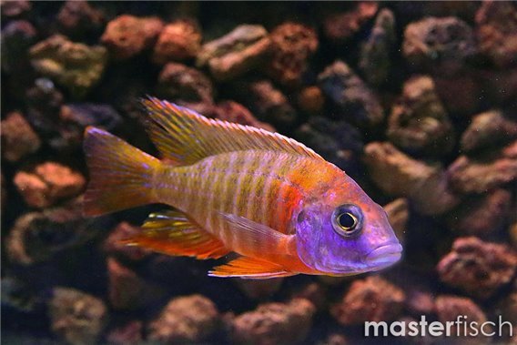 Aulonocara baenschi benga red