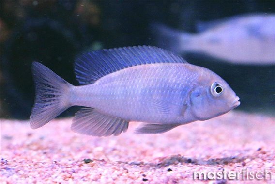 Malawi Blue Dolphin