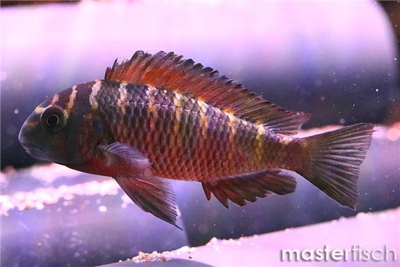 Tropheus moori moliro
