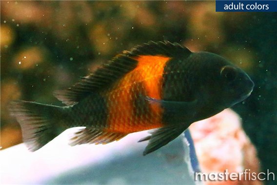 Tropheus moori bemba